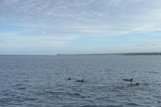Shared 10 Pax Boat Tour: Dolphin Watching, Snorkelling and BBQ - The dolphin search is the heart of the trip