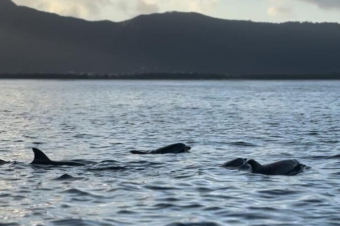 Shared 10 Pax Boat Tour: Dolphin Watching, Snorkelling and BBQ - Safety, equipment, and comfort
