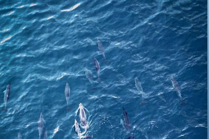Shared 10 Pax Boat Tour: Dolphin Watching, Snorkelling and BBQ - Snorkeling near reefs and Crystal Rock
