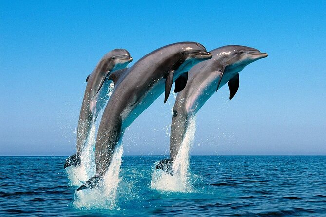 Snorkel with Dolphins, Lunch on Benitiers island, Speedboat - The west coast views and Le Morne