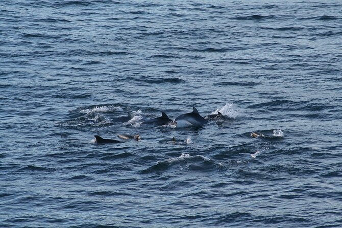 Snorkel with Dolphins, Lunch on Benitiers island, Speedboat - What the $64.79 price really covers