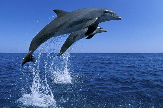 Snorkel with Dolphins, Lunch on Benitiers island, Speedboat - Who will enjoy this speedboat day