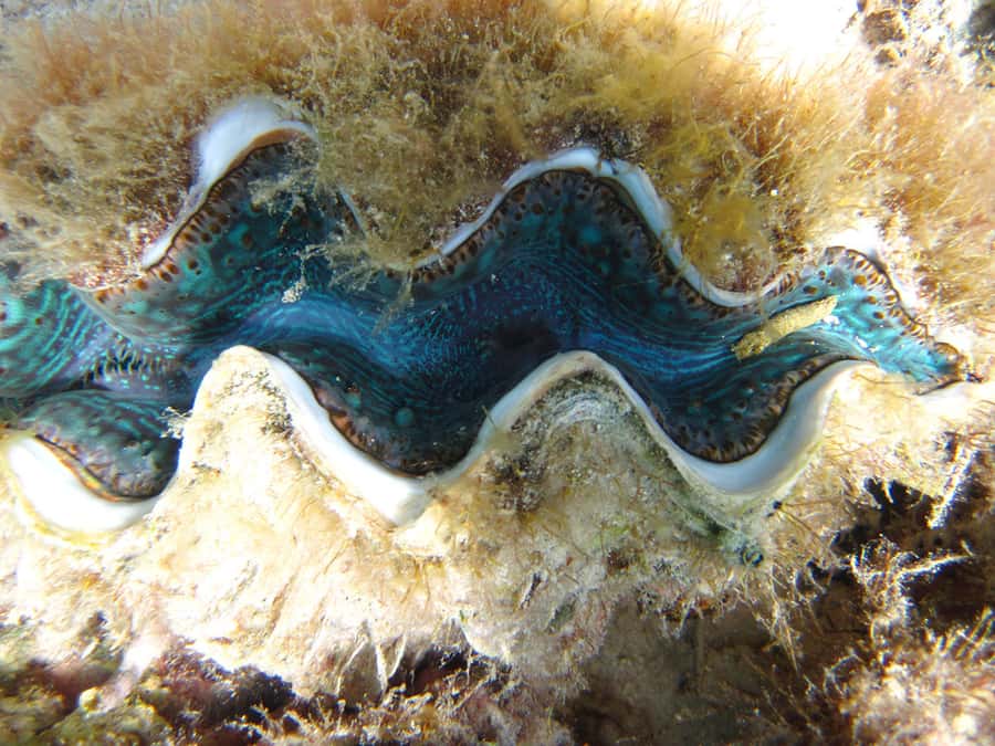 Snorkeling Excursion in Blue Bay Marine Park - Snorkeling among Blue Bay coral and fish