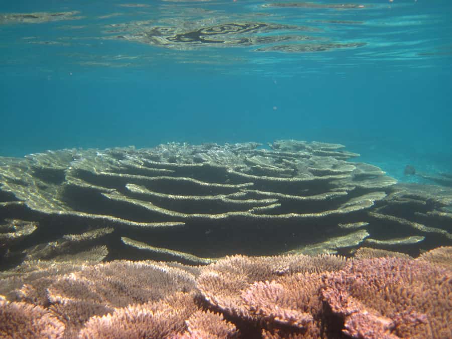 Snorkeling Excursion in Blue Bay Marine Park - Weather can change the mood quickly