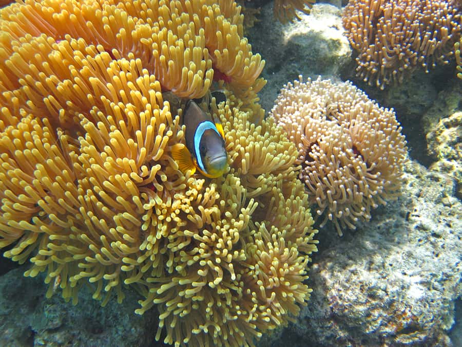 Snorkeling Excursion in Blue Bay Marine Park - Is $29 good value for one hour?