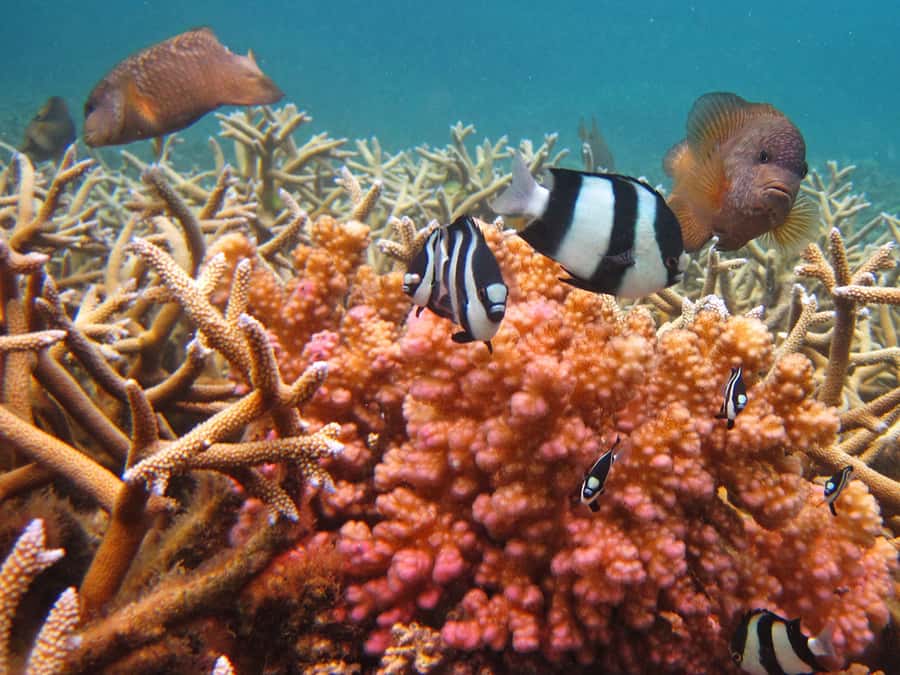 Snorkeling Excursion in Blue Bay Marine Park - A short outing with real limits