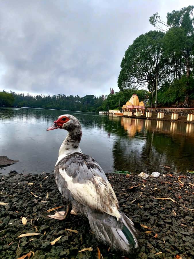 South of Mauritius : Full day Private with lunch & Chamarel - Ganga Talao and the volcanic interior
