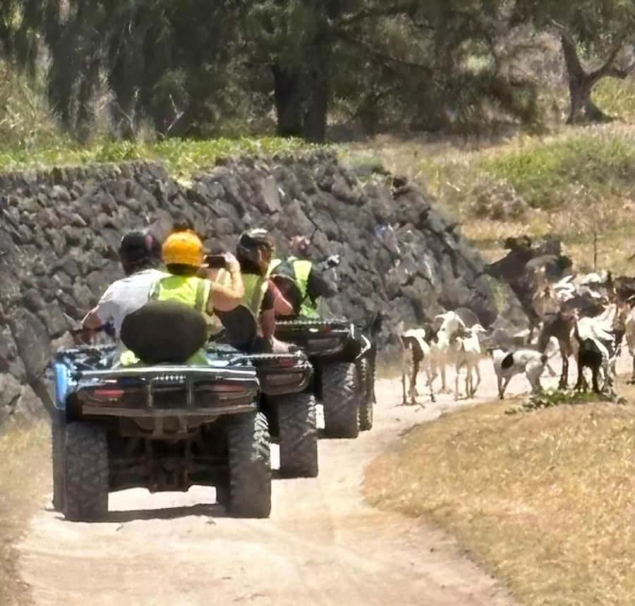 South of Mauritius: Quad Bike Tour - Royal Palm Forest and Pointe Vacoas