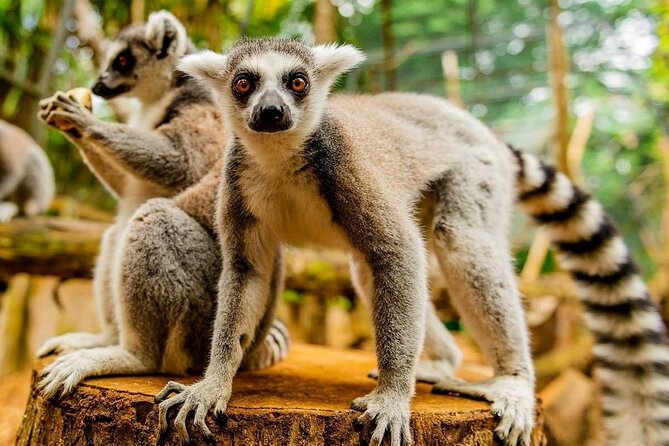 Southern Tales: Full-day incl Crocodile Park & 23 Colored Earth - Chamouny Waterfall and the changing southern scenery