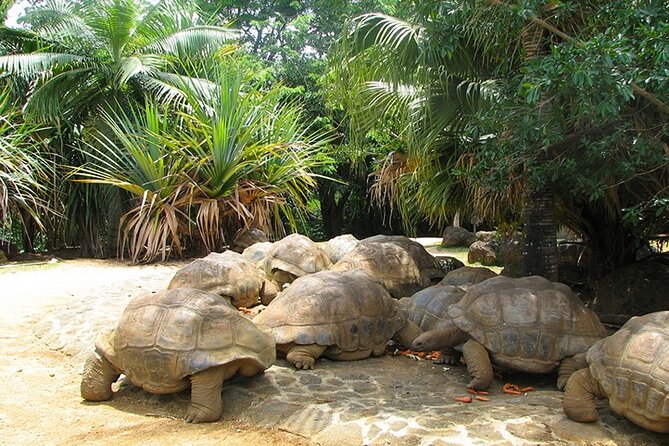 Southern Tales: Full-day incl Crocodile Park & 23 Colored Earth - Gris-Gris, where the Indian Ocean hits the cliffs