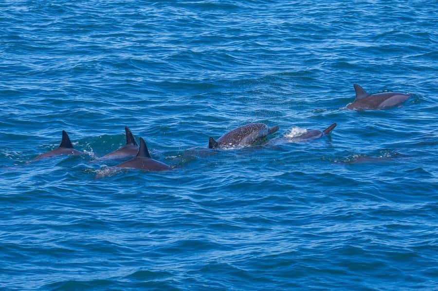 Speedboat to Ile aux Benitier: Dolphin Encounter & Lunch - Key points at a glance