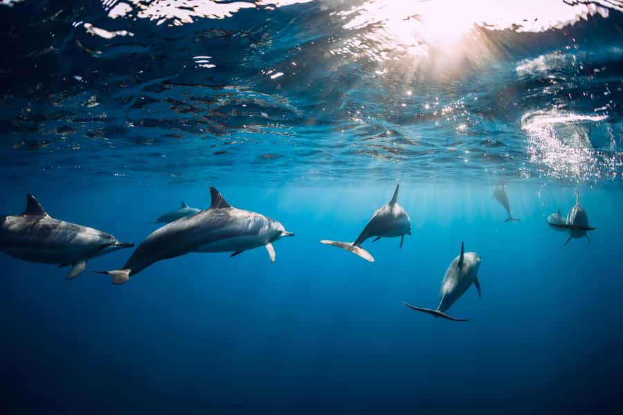 Speedboat to Ile aux Benitier: Dolphin Encounter & Lunch - Pickup needs extra attention