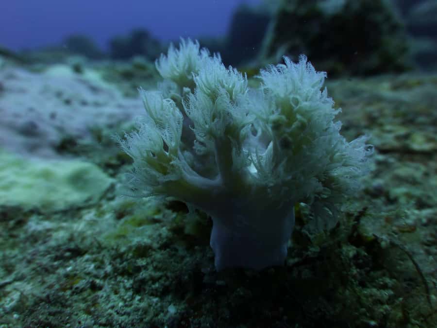 Tamarin Bay: Beginners Scuba Diving Experience - A short, supervised look beneath the surface