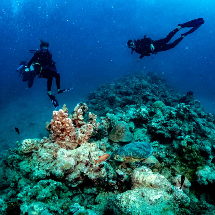 Tamarin Bay: Beginners Scuba Diving Experience - The instructors are the main reason to book