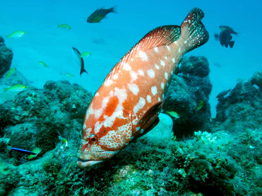 Tamarin Bay: Beginners Scuba Diving Experience - What the $109 price includes