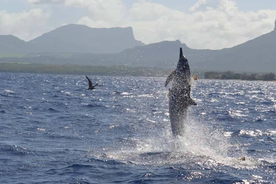 Tamarin: Dolphin Snorkel, CrystalRock, ile o Benitiers Lunch - Key points to know before booking