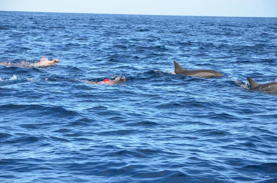 Tamarin: Dolphin Snorkel, CrystalRock, ile o Benitiers Lunch - Starting at Tamarin Public Beach