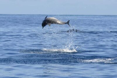 Tamarin: Dolphin Snorkel, CrystalRock, ile o Benitiers Lunch