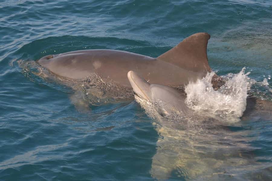 Tamarin: Dolphin Snorkel, CrystalRock, ile o Benitiers Lunch - Is $77 good value?