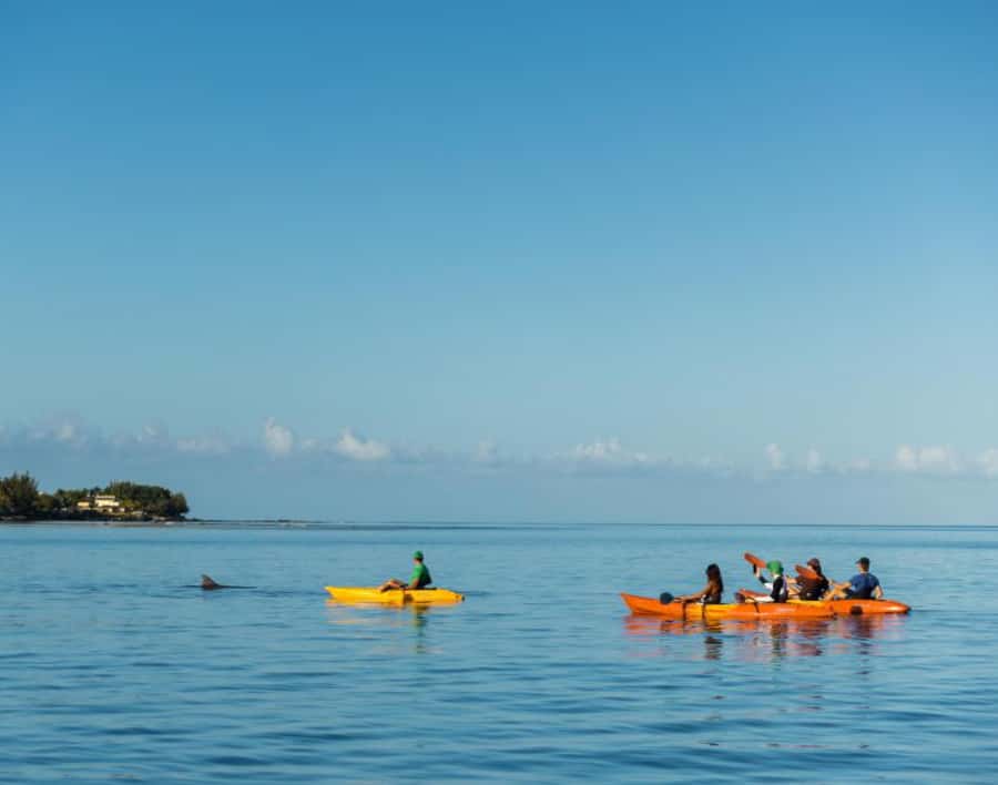 Tamarin: Guided Kayak Tour with Dolphins - Why the guide makes a difference