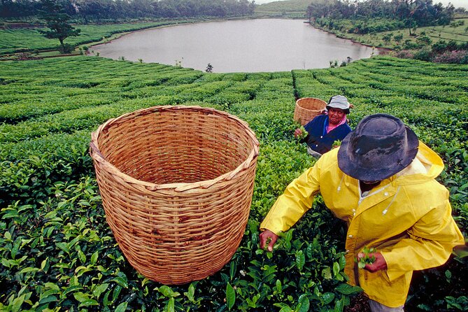 Tea Experience in the Exotic South of Mauritius Private tour. - From Grand Baie to the tea country
