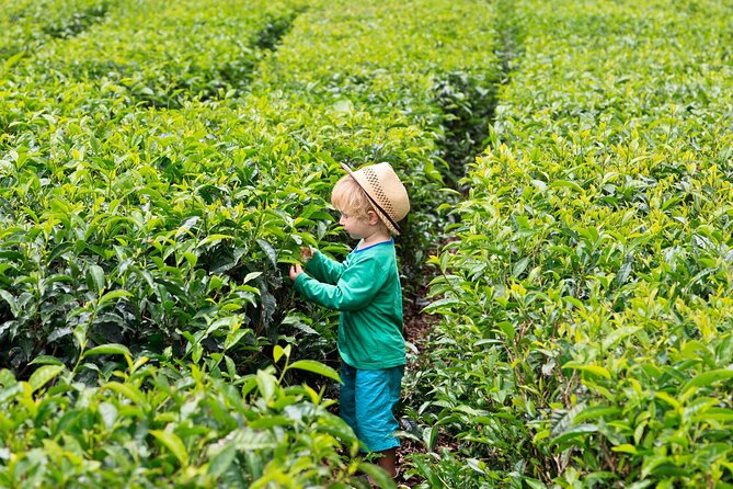 Tea Experience in the Exotic South of Mauritius Private tour. - Alexandra Falls and the southern forests