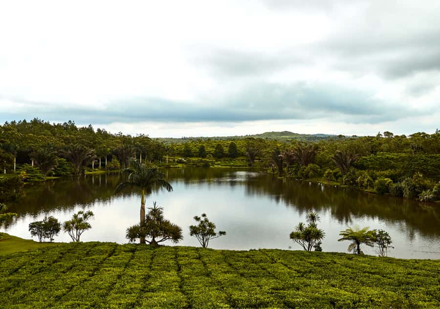 Tea Route: Lake, Forest, Tea Plantation & 3 Course Lunch - Trou aux Cerfs: a quick look at Mauritius’s volcanic past