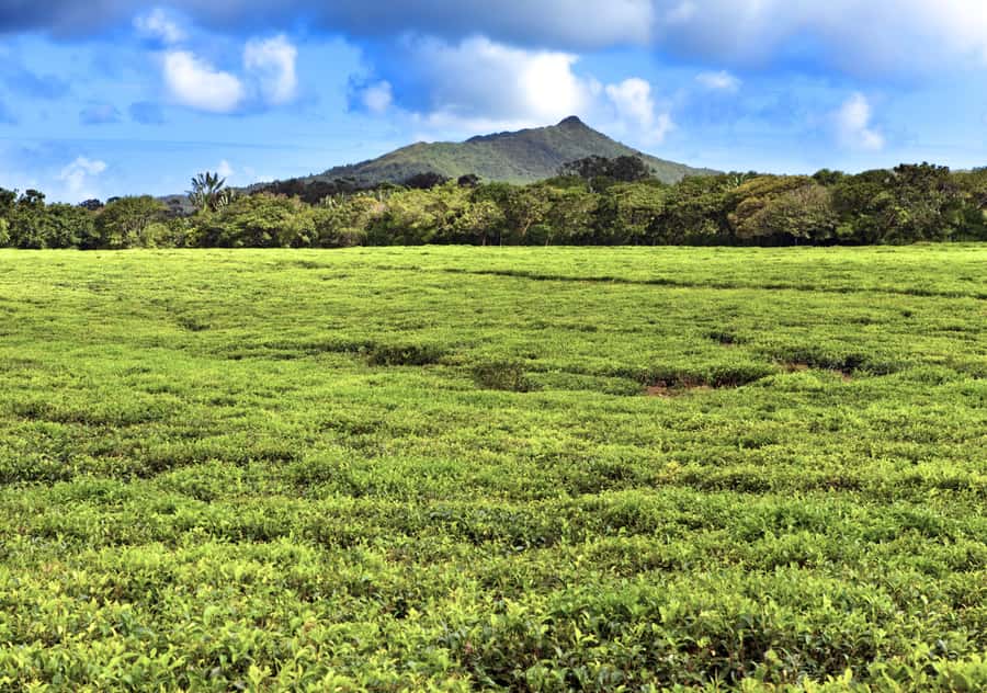 Tea Route: Lake, Forest, Tea Plantation & 3 Course Lunch - Grand Bassin: the day’s strongest cultural stop