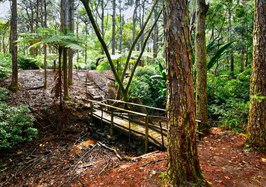 Tea Route: Lake, Forest, Tea Plantation & 3 Course Lunch - Lunch is a useful part of the value