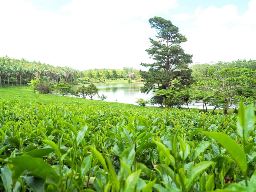 Tea, Rum & Vanilla Route - Bois Chéri explains how tea reaches your cup