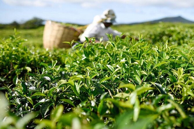The East Discovery Tour: Bois-Cheri Tea Factory, Blue-Bay Marine Park & Lunch - Frederick Hendrick Museum at Old Grand Port