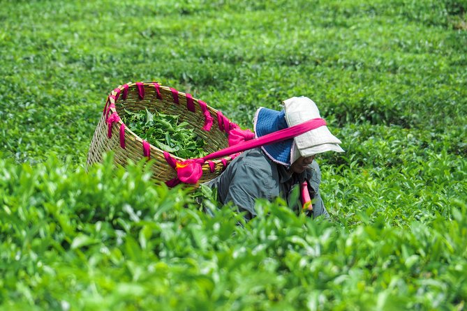 The Tea Story with Lunch - Key points to know before booking