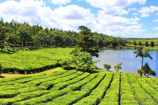 The Tea Story with Lunch - Starting with the plantation, factory, and tea story