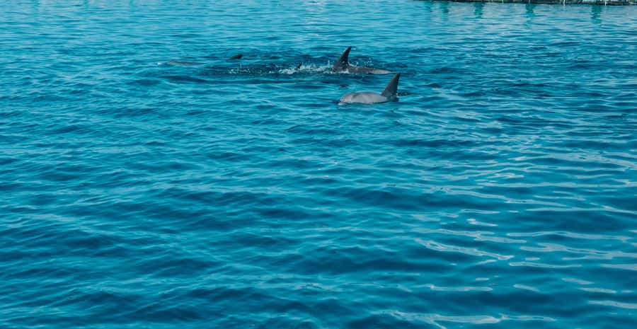 Trou D'Eau Douce: 5 island tour Mauritius with lunch/drinks - Speedboat start and the route east