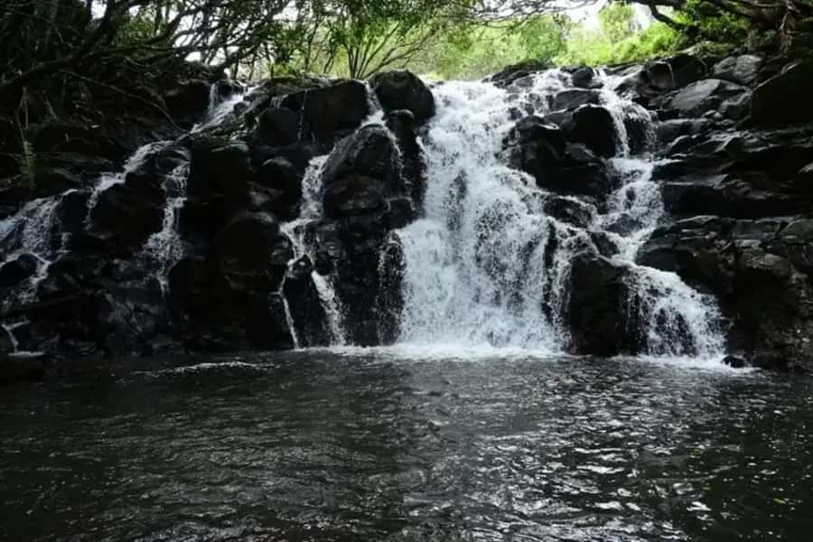 Valle Adventure Park Full Day - Wildlife and native plants