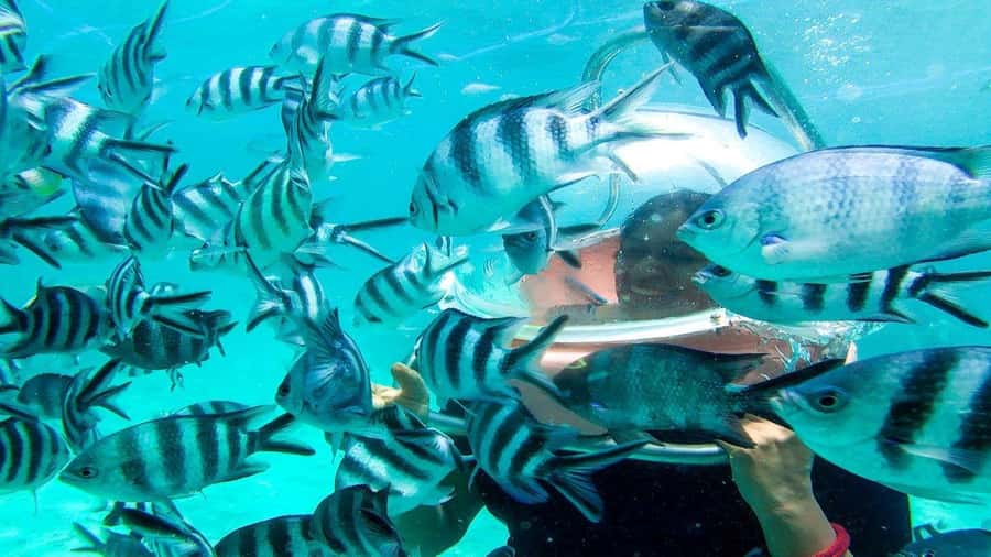 Walking under the sea in Mauritius with transfer - Is $170 a fair price?