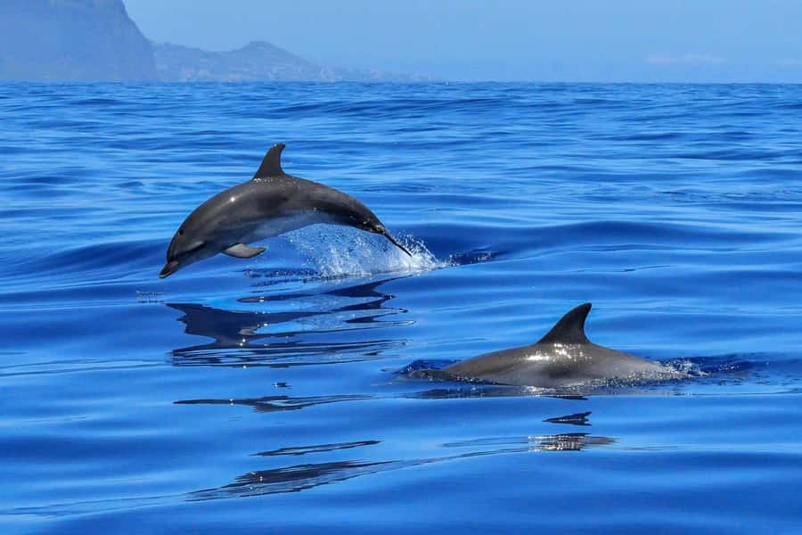 West: Swim wz dolphins, Crystal Rock, Lunch Benitiers island - Key points to know before booking