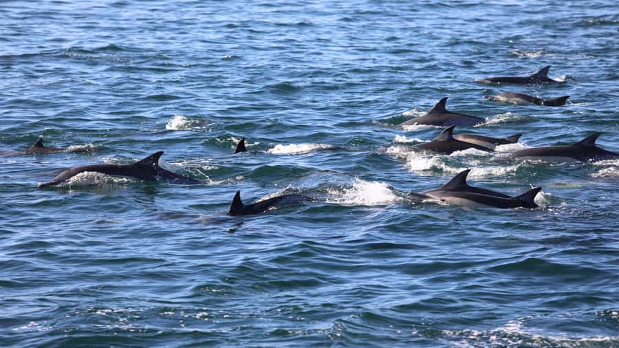 West: Swim wz dolphins, Crystal Rock, Lunch Benitiers island - Who will enjoy this outing most