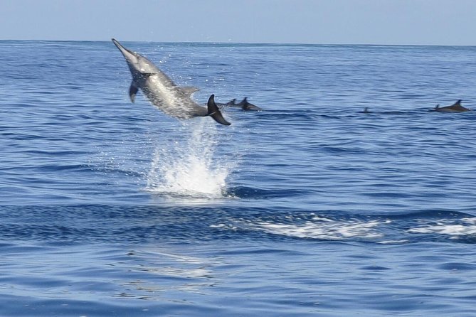Whale and Dolphin Watching Private Boat Tour from Mauritius - Key points to know before you book