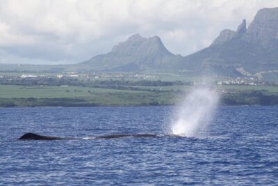 Whale and Dolphin Watching Private Boat Tour from Mauritius