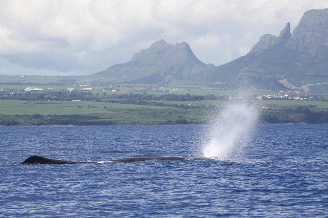 Whale and Dolphin Watching Private Boat Tour from Mauritius - A 7:00 am start from Grande Riviere Noire