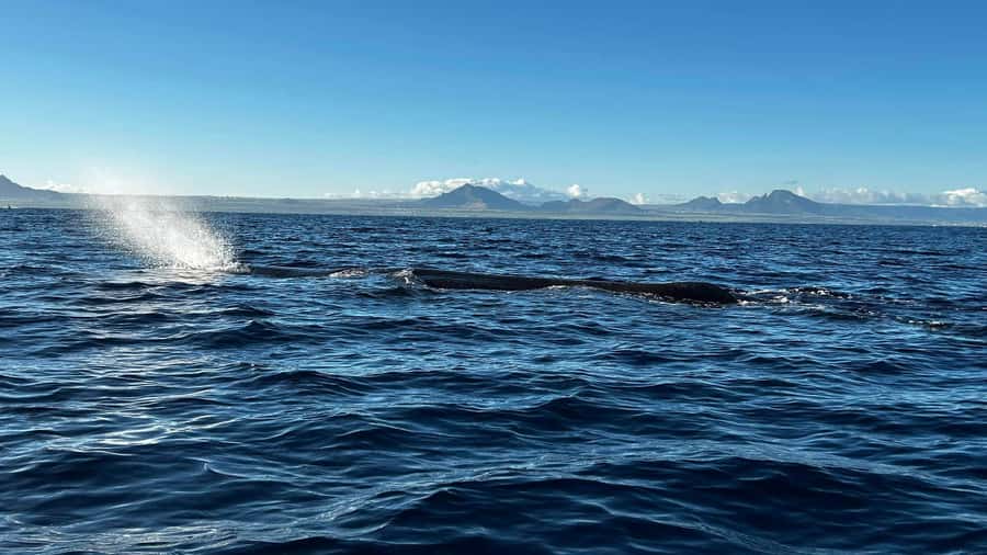 Whale & Dolphins Swimming - Private Speedboat Exclusive Tour - Setting Out From Mauritius on a Private Boat