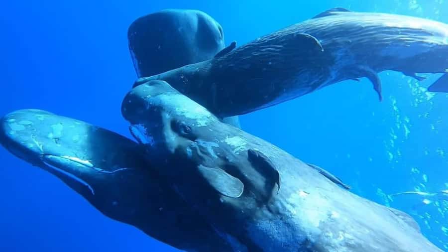 Whale & Dolphins Swimming - Private Speedboat Exclusive Tour - Watching Dolphins in Their Natural Home