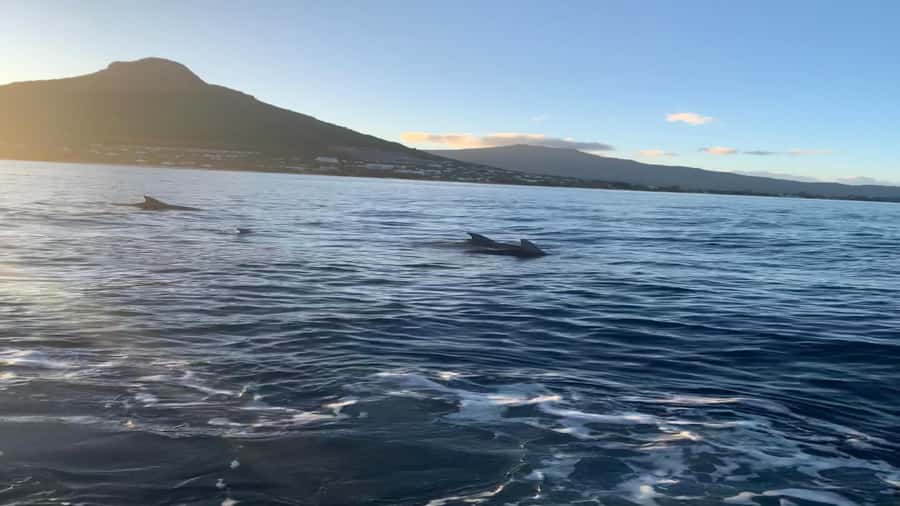 Whale & Dolphins Swimming - Private Speedboat Exclusive Tour - Snorkeling Along the Reef
