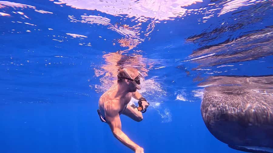 Whale & Dolphins Swimming - Private Speedboat Exclusive Tour - What the $778 Group Price Really Buys