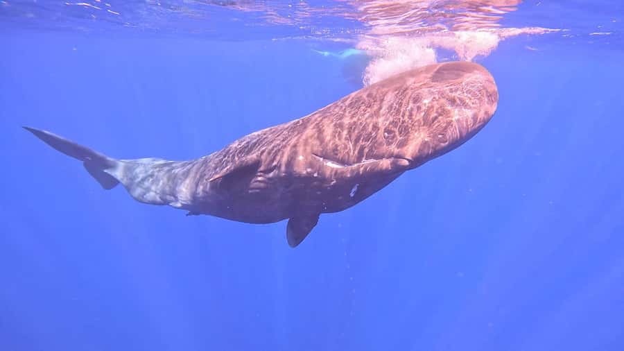 Whale & Dolphins Swimming - Private Speedboat Exclusive Tour - Who Will Get the Most From This Trip