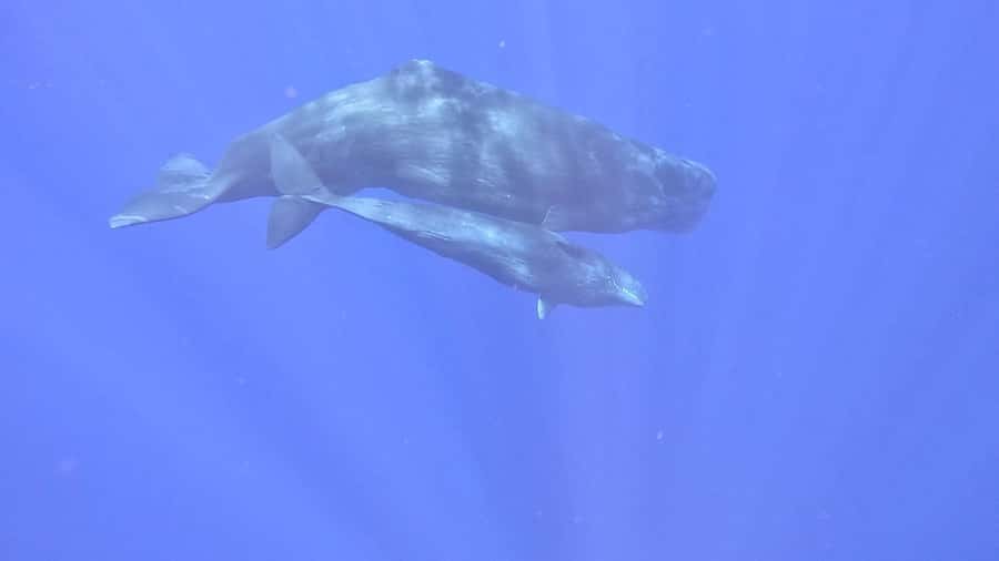Whale & Dolphins Swimming - Private Speedboat Exclusive Tour - Booking Advice Before You Pay