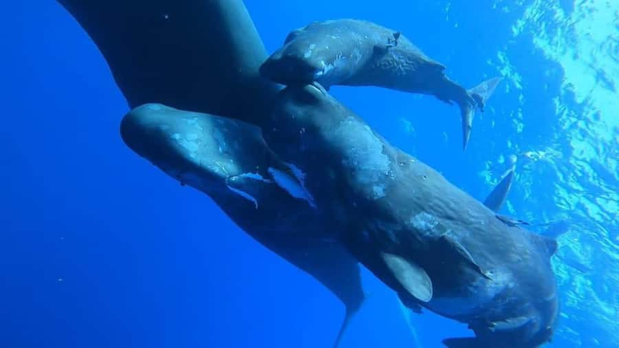 Whale & Dolphins Swimming - Private Speedboat Exclusive Tour - Searching for Whales in Open Water