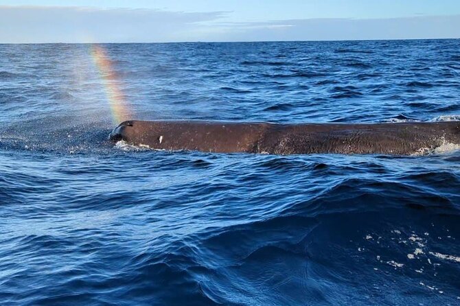 Whale Dream ltd - Whales watching and swim with dolphins - Key points to know before booking