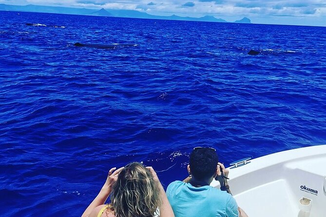 Whale Dream ltd - Whales watching and swim with dolphins - Setting out from Rivière Noire at 6am